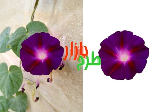 تصویر دوربری شده گل نیلوفر بنفش