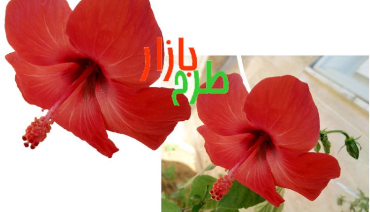 طرح دوربری شده گل ختمی قرمز