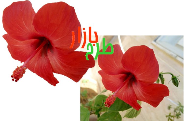 طرح دوربری شده گل ختمی قرمز
