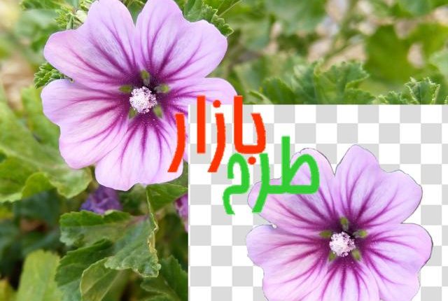 تصویر دوربری شده گل زیبای یاسی رنگ و بنفش