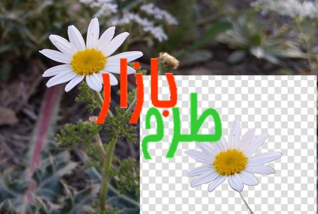 تصویر دوربری شده گل بابونه بسیار زیبا