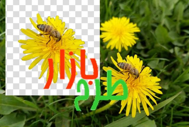 تصویر دوربری شده گل زرد و زنبور بسیار زیبا