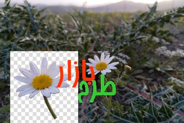 تصویر گل بابونه در غروب + دوربری