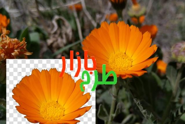 تصویر دوربری شده گل نارنجی بسیار خوشرنگ