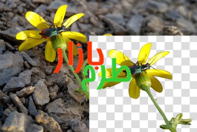 تصویر دوربری شده گل زرد و حشره