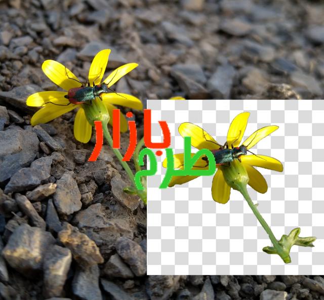 تصویر دوربری شده گل زرد و حشره