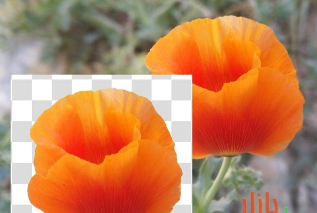 طرح دوربری شده گل نارنجی زیبا
