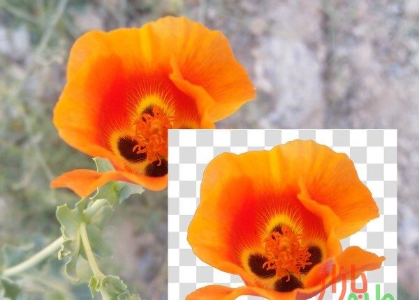 طرح دوربری شده گل نارنجی ۲