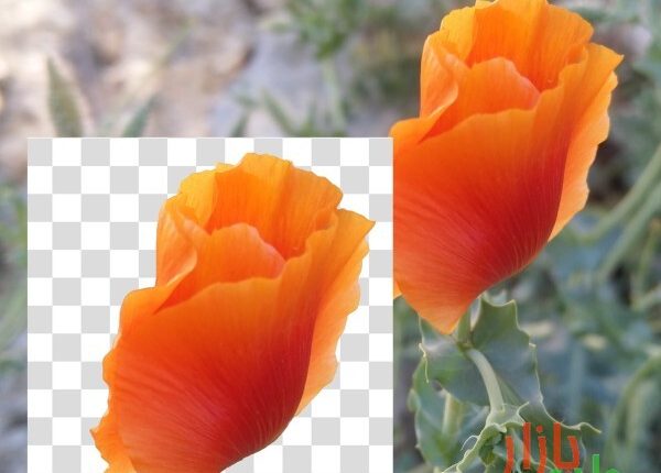 طرح دوربری شده گل نارنجی ۳