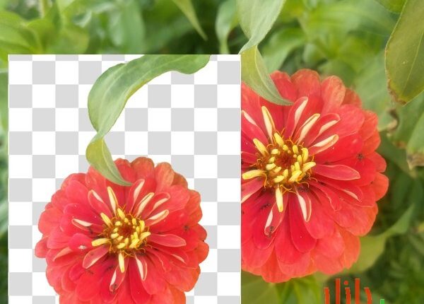 طرح دوربری شده گل آهار قرمز