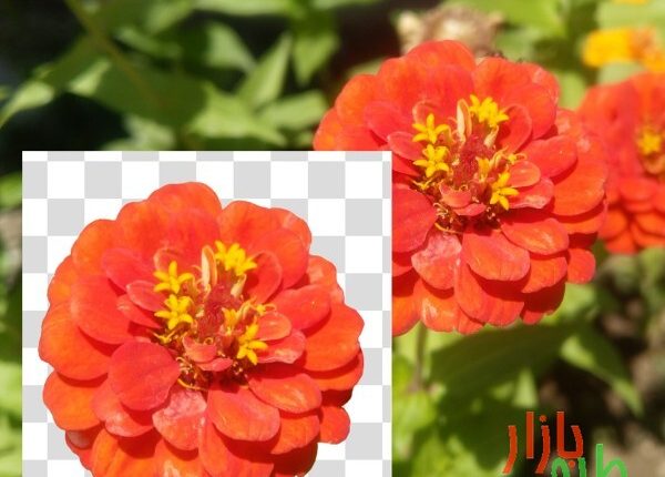 طرح دوربری شده گل آهار نارنجی