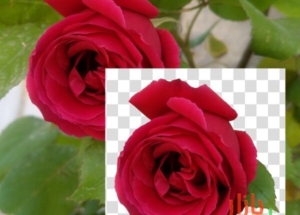 طرح دوربری شده گل رز قرمز