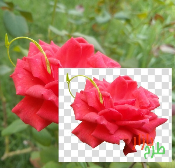 طرح دوربری شده گل رز قرمز با ساقه نیلوفر
