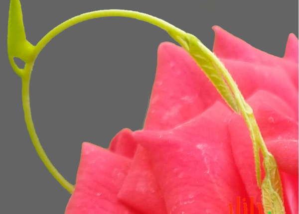 طرح دوربری شده گل رز قرمز با ساقه نیلوفر