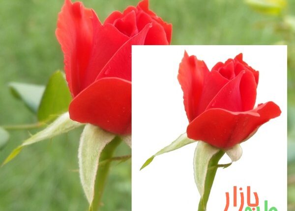 طرح دوربری شده گل رز قرمز با ساقه