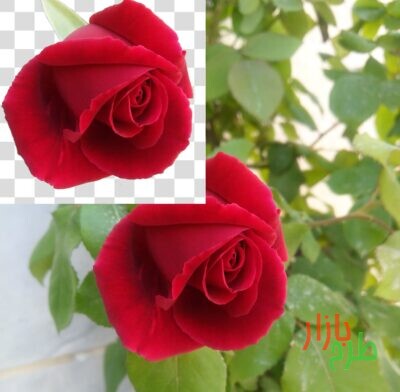 تصویر دوربری شده غنچه گل رز قرمز