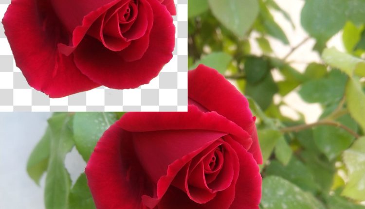 تصویر دوربری شده غنچه گل رز قرمز