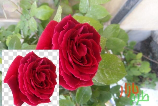 تصویر دوربری شده گل رز قرمز ۲