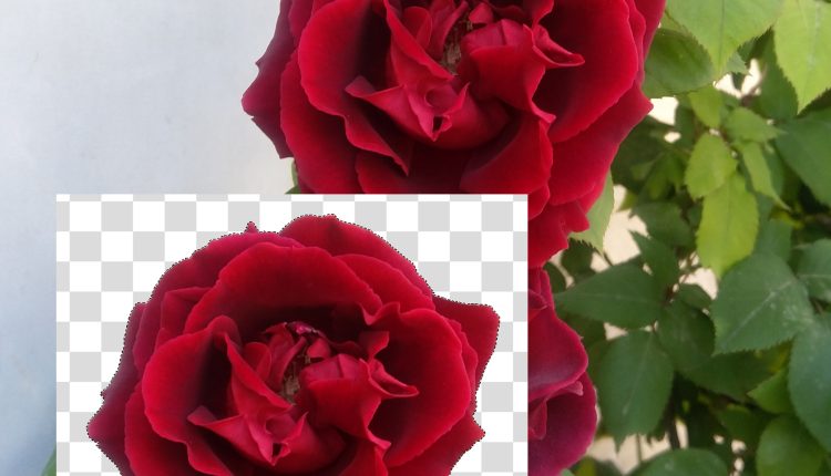 تصویر دوربری شده گل رز قرمز ۳