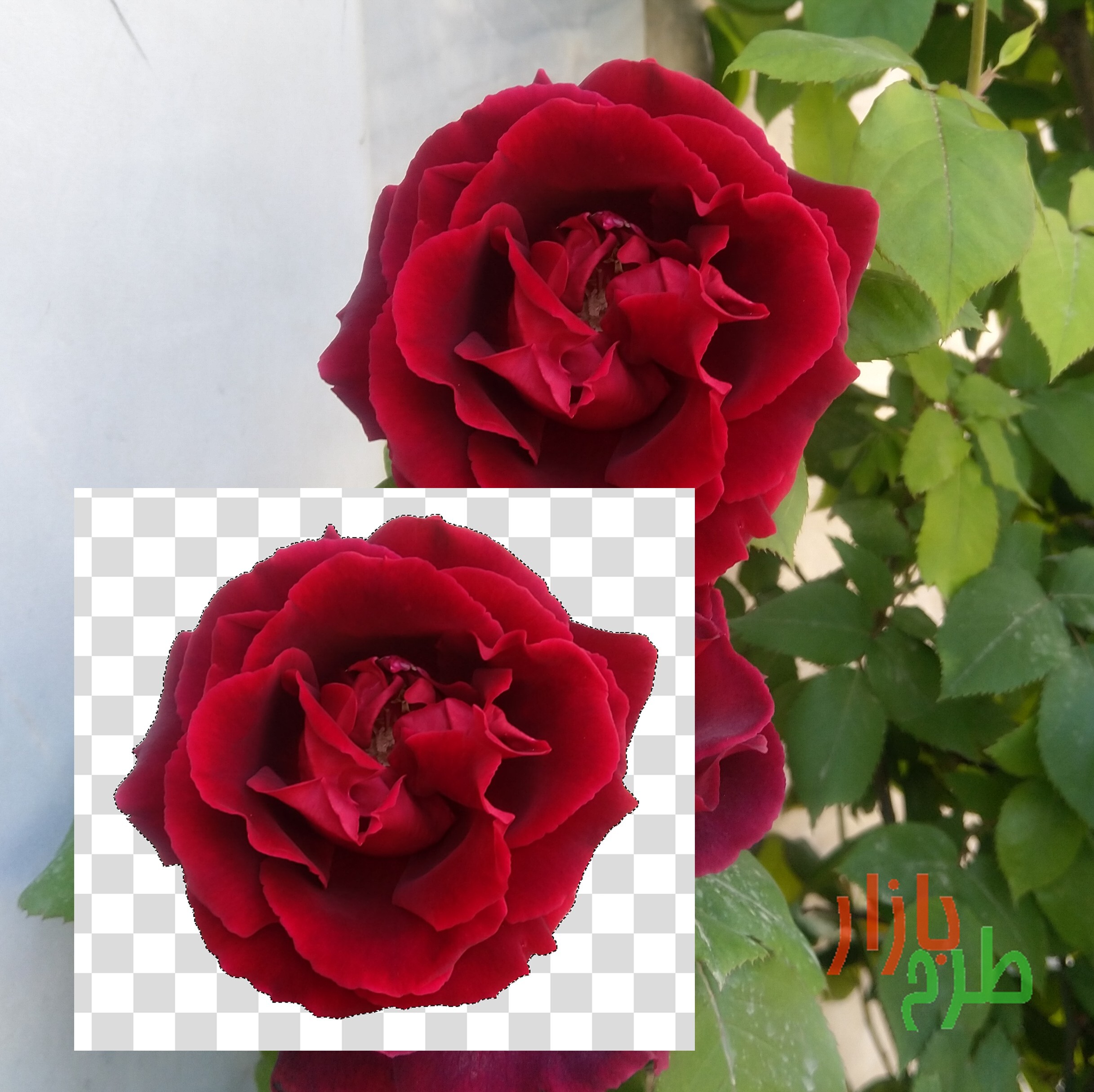 تصویر دوربری شده گل رز قرمز ۳