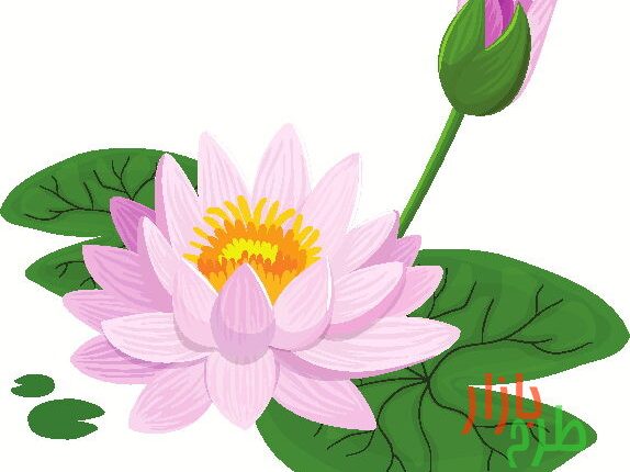 طرح وکتور گل‌ نیلوفر آبی